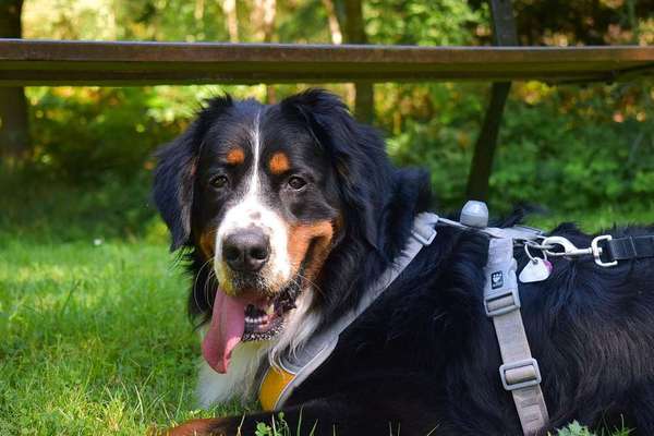 Dein Hund im Dogorama-Kalender 2021-Beitrag-Bild