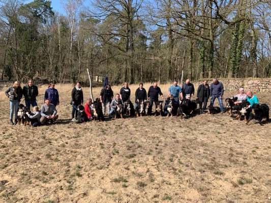 Berner Sennenhund Gruppe in Sachsen-Beitrag-Bild