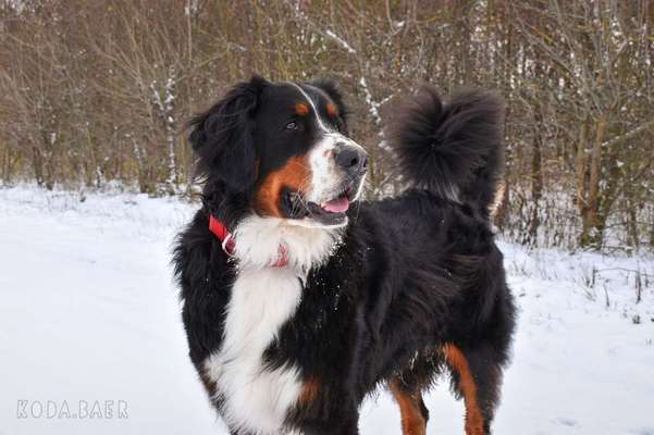 Berner Sennen-Beitrag-Bild