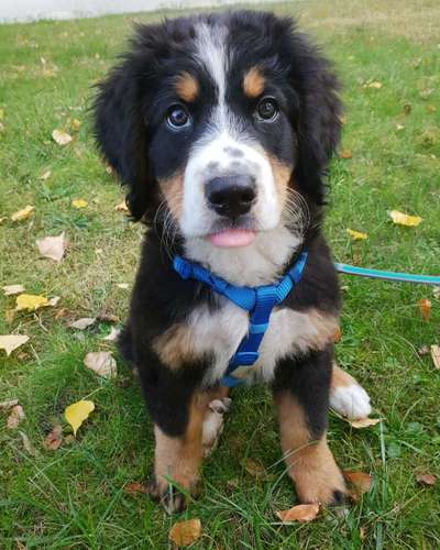 Welpenfotos-Beitrag-Bild