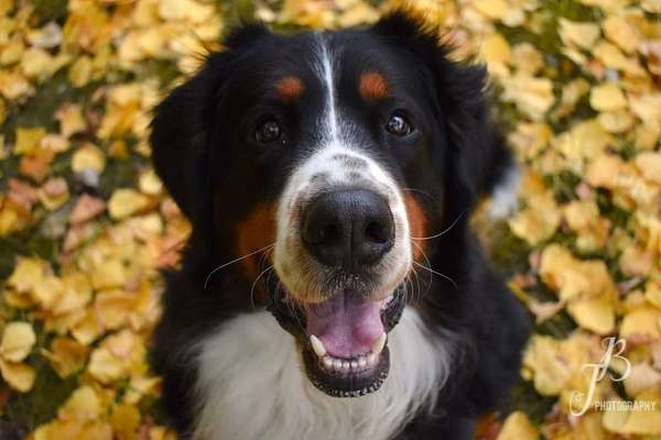 Foto Challenge 2 BEENDET 
Bitte aktuelle Challenge nutzen-Beitrag-Bild