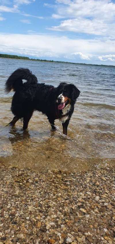 Dogorama-Monats-Challenge-Mai "Wasser"-Beitrag-Bild