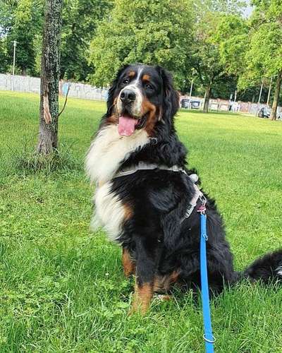 Berner Sennen-Beitrag-Bild