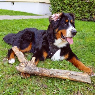 Zeigt mal die schönsten Bilder von euren Hunden !-Beitrag-Bild