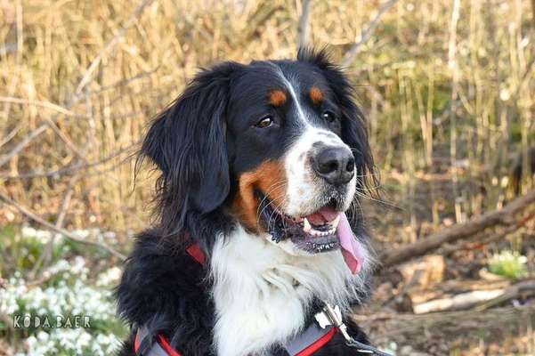 Wie heißt dein Hund?-Beitrag-Bild