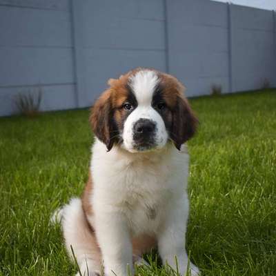 Hundetreffen-Welpentreffen-Bild