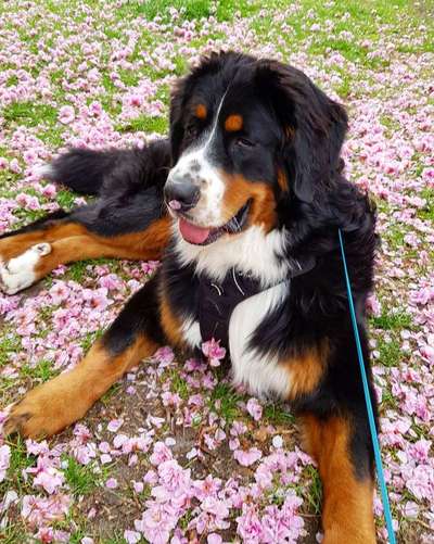 Dein Hund im Dogorama-Kalender 2021-Beitrag-Bild