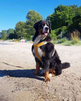 Zeigt mal die schönsten Bilder von euren Hunden !-Beitrag-Bild