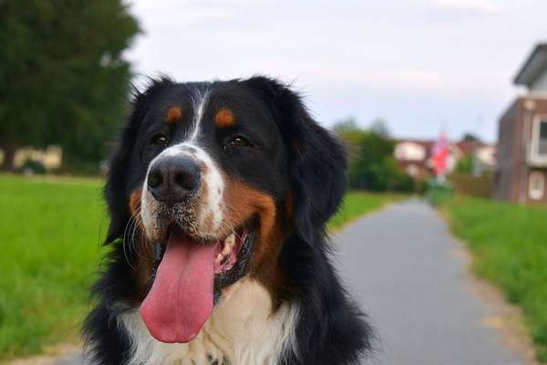 Dein Hund im Dogorama-Kalender 2021-Beitrag-Bild