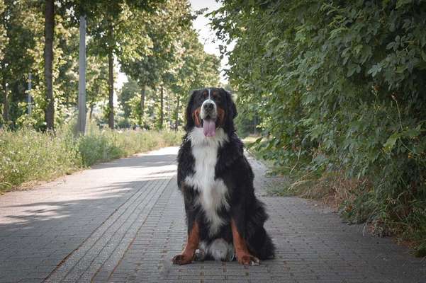 Die Dogorama Kalender Challenge Titelbild-Beitrag-Bild