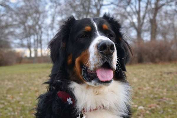 Berner Sennen-Beitrag-Bild