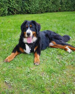 Zeigt mal die schönsten Bilder von euren Hunden !-Beitrag-Bild