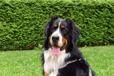 Foto's und Hundemodels-Beitrag-Bild