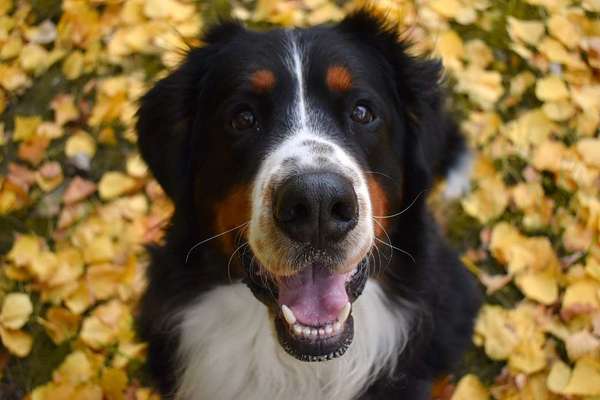 Die Dogorama Kalender Challenge Teil 1/4-Beitrag-Bild