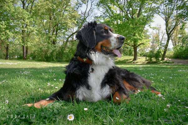 Die Dogorama Kalender Challenge Teil 3/4-Beitrag-Bild