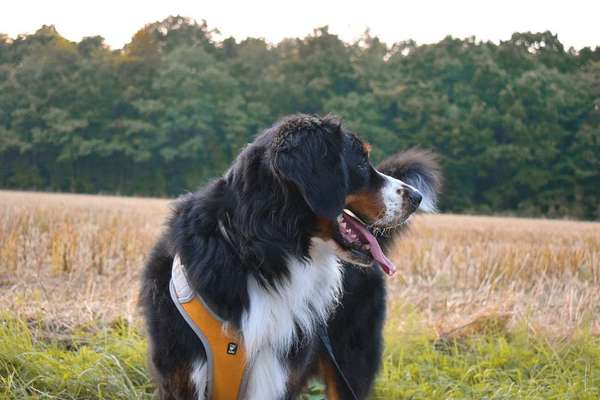 Die Dogorama Kalender Challenge 4/4-Beitrag-Bild