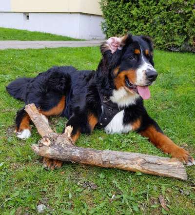 Dein Hund im Dogorama-Kalender 2021-Beitrag-Bild