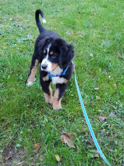 Berner Sennen-Beitrag-Bild