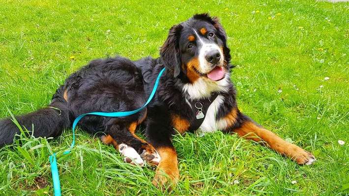 Dein Hund im Dogorama-Kalender 2021-Beitrag-Bild