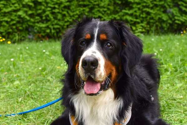 Foto's und Hundemodels-Beitrag-Bild