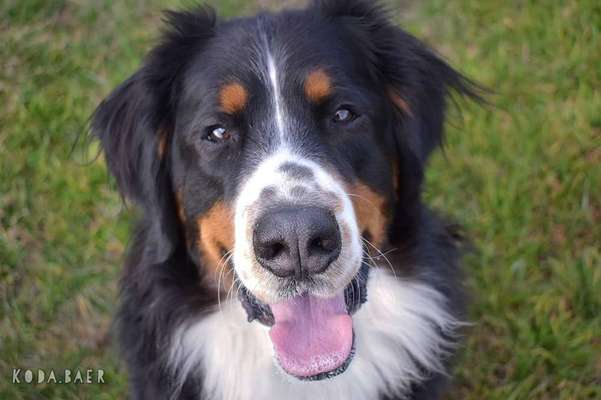 Berner Sennenhund Gruppe in Sachsen-Beitrag-Bild