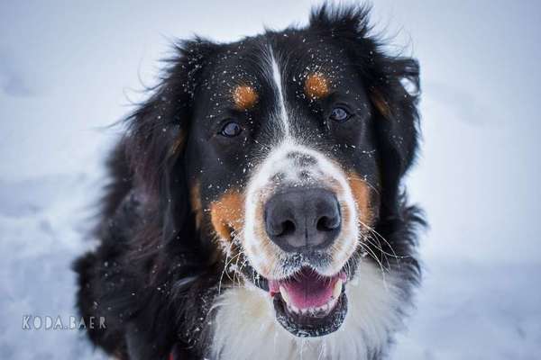 Die Dogorama Kalender Challenge Teil 2/4-Beitrag-Bild