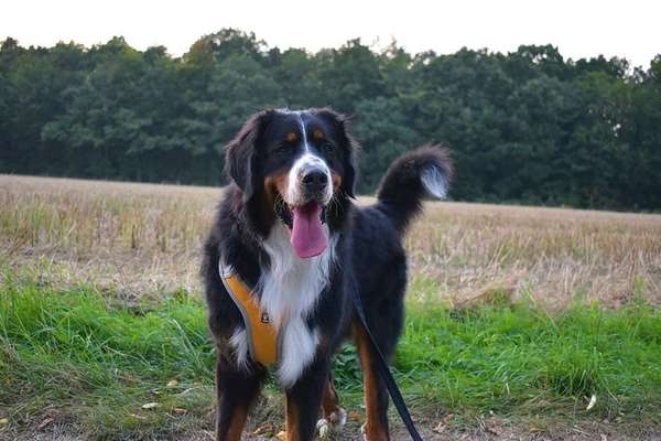 Dein Hund im Dogorama-Kalender 2021-Beitrag-Bild