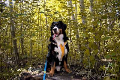 Foto's und Hundemodels-Beitrag-Bild