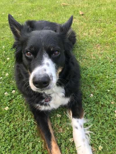 Die Dogorama Kalender Challenge Titelbild-Beitrag-Bild