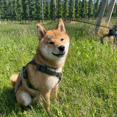 Hundetreffen-Spaziergänge und Spiel-Bild