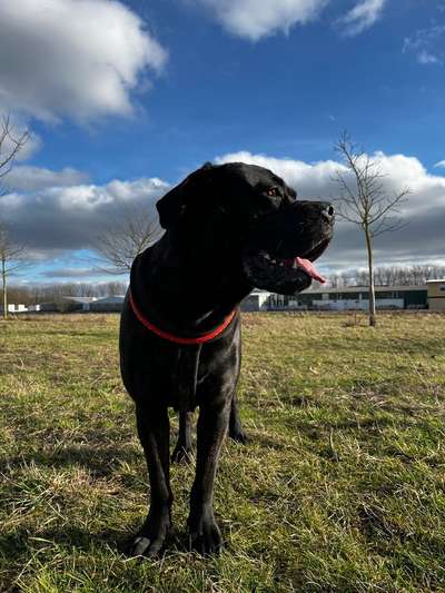 Hundetreffen-Capo sucht Freunde🐶🐾-Bild