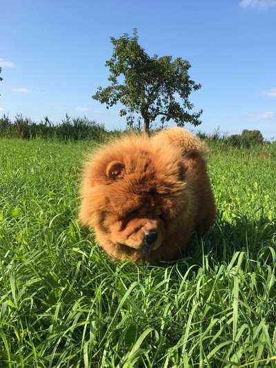 Chow Chows?-Beitrag-Bild