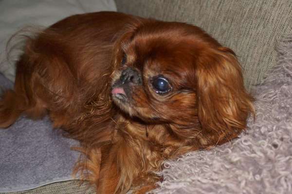 Fotochallenge Nr. 56 - geliebte Senioren-Beitrag-Bild