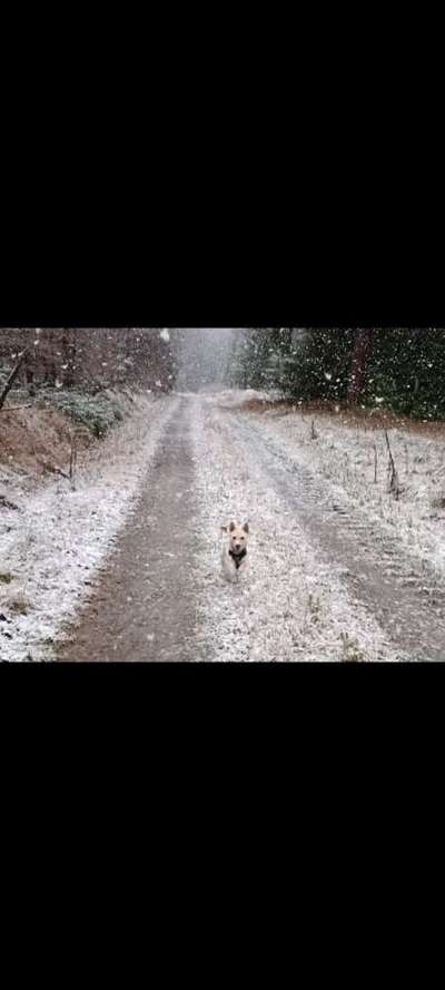 Hundetreffen-Treffen für spielen, trainieren und Gassi gehen-Bild