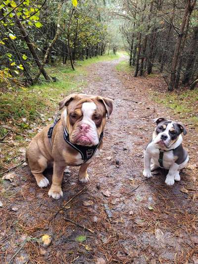 Olde English Bulldogge-Beitrag-Bild