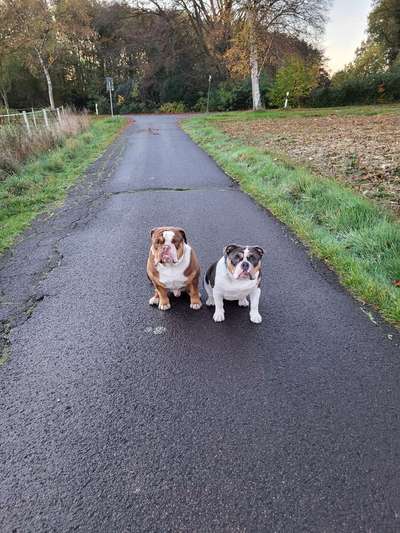 Englische Bulldoggen nrw-Beitrag-Bild