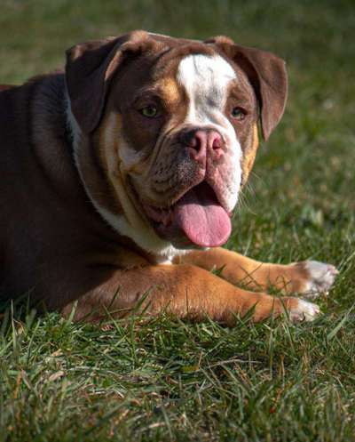 Olde English Bulldogge-Beitrag-Bild