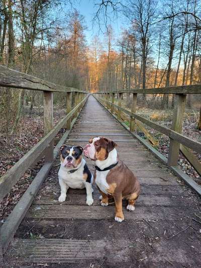 Olde English Bulldogge-Beitrag-Bild