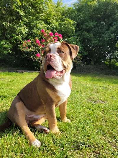 Die Dogorama Monats Challenge "Es grünt und blüht"-Beitrag-Bild