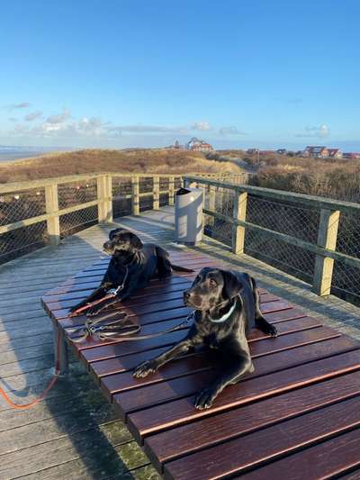 Labradorfans-Beitrag-Bild