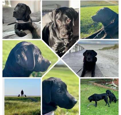 Labradorfans-Beitrag-Bild