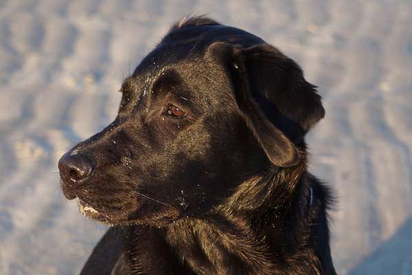 Labradorfans-Beitrag-Bild