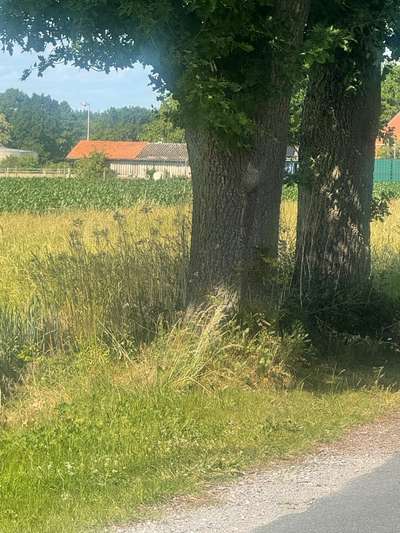 Giftköder-Eichenprozessionsspinner-Bild