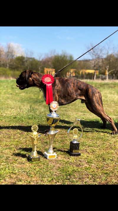 Deutsche Boxer-Beitrag-Bild