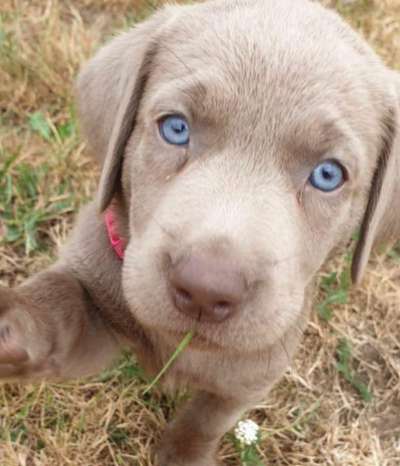 Welpen Bilder !-Beitrag-Bild