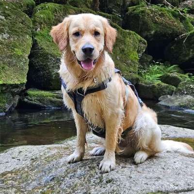Hundetreffen-Treffen mit Spielrunde-Bild