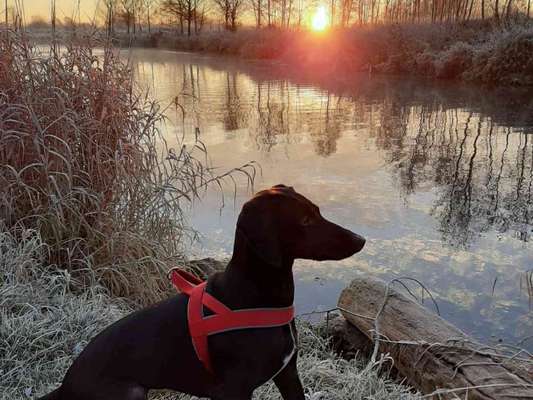 Die Dogorama Kalender Challenge Titelbild-Beitrag-Bild