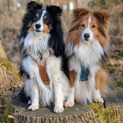 Hundetreffen-Lange Spaziergänge in der Natur 🍄‍🟫-Bild