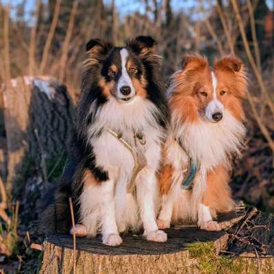 Hundetreffen-Lange Spaziergänge in der Natur 🍄‍🟫-Bild