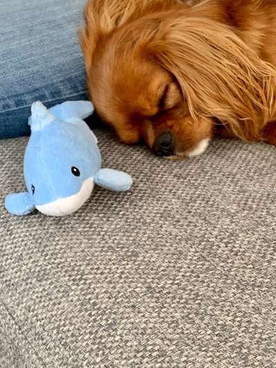 Hundesteuer Betrag-Beitrag-Bild